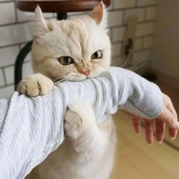 vampire cats 6 These Vampire Cats Are Too Cute (18 photos)