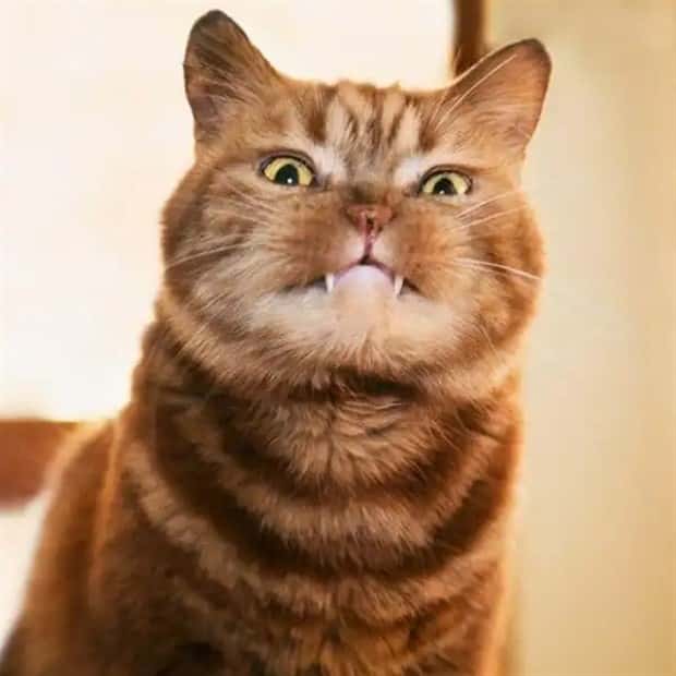 vampire cats 7 These Vampire Cats Are Too Cute (18 photos)