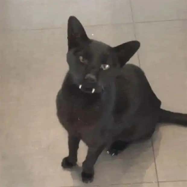 vampire cats 9 These Vampire Cats Are Too Cute (18 photos)