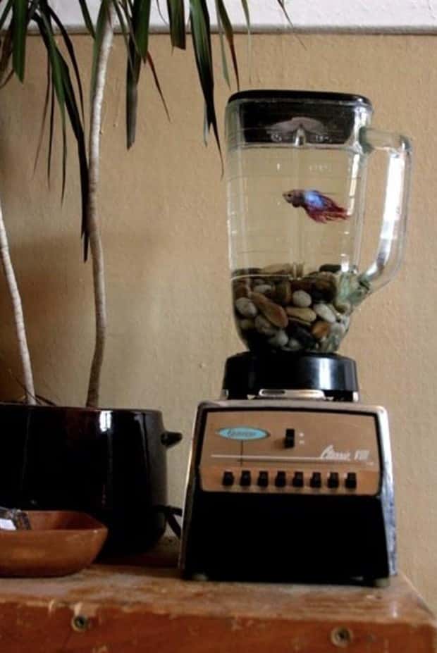 Epic Fish Tanks Making Fish Proud (38 photos)