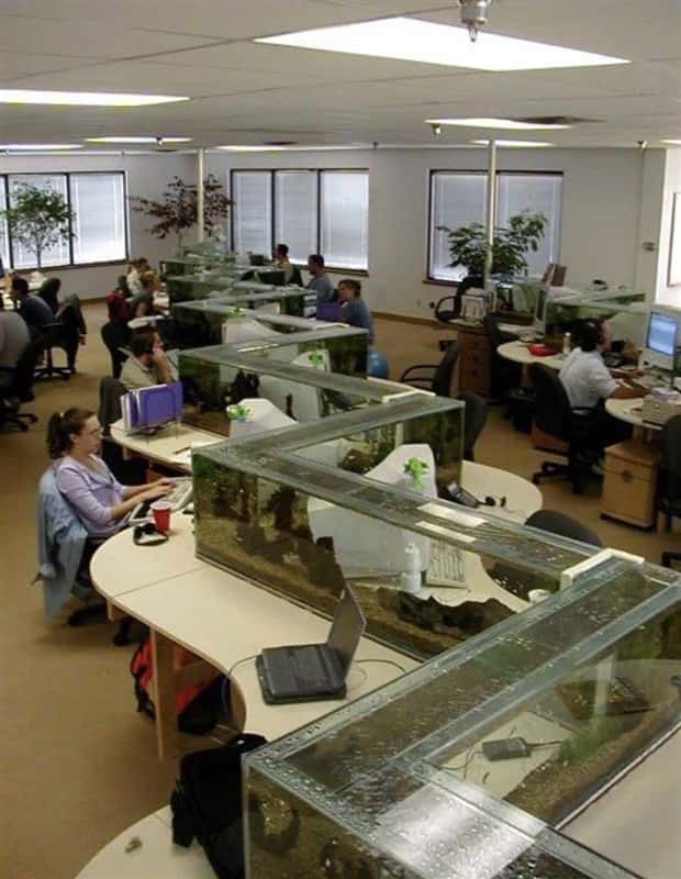Epic Fish Tanks Making Fish Proud (38 photos)