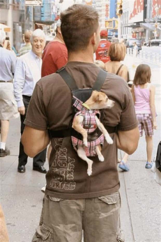 big men and small dogs 28 Big Guys Hanging Out With Small Dogs (30 photos)