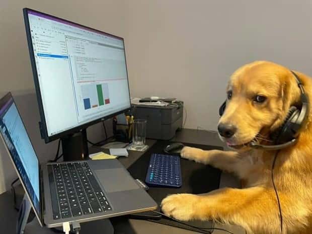 These Dogs Take Working From Home Seriously (40 photos)