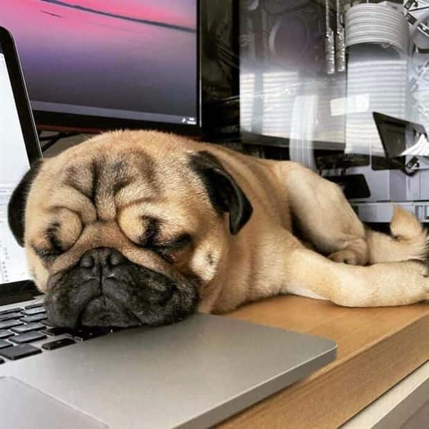 These Dogs Take Working From Home Seriously (40 photos)