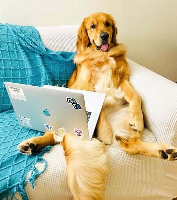 These Dogs Take Working From Home Seriously (40 photos)