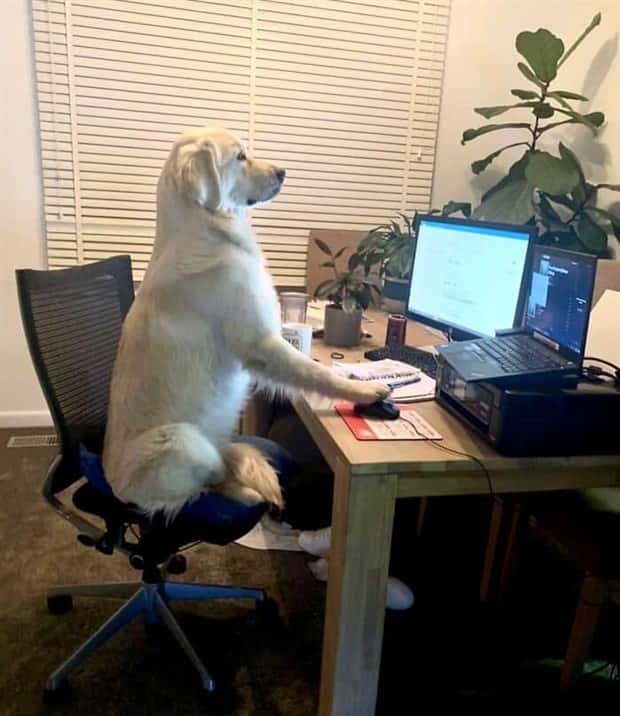 These Dogs Take Working From Home Seriously (40 photos)