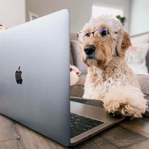 These Dogs Take Working From Home Seriously (40 photos)
