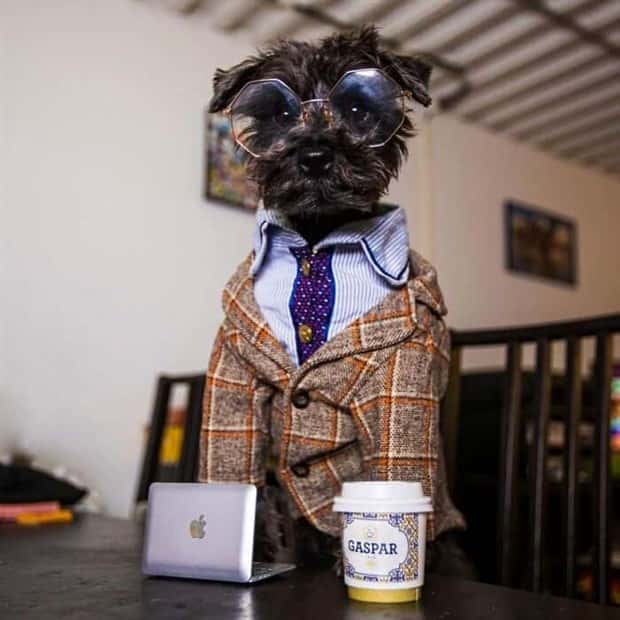 These Dogs Take Working From Home Seriously (40 photos)