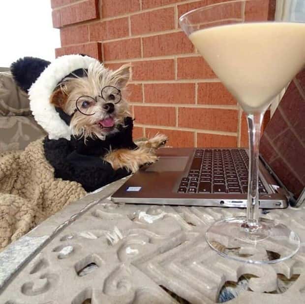 These Dogs Take Working From Home Seriously (40 photos)