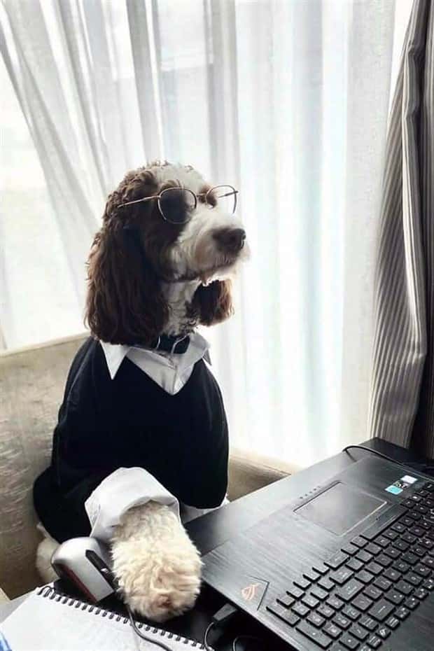 These Dogs Take Working From Home Seriously (40 photos)
