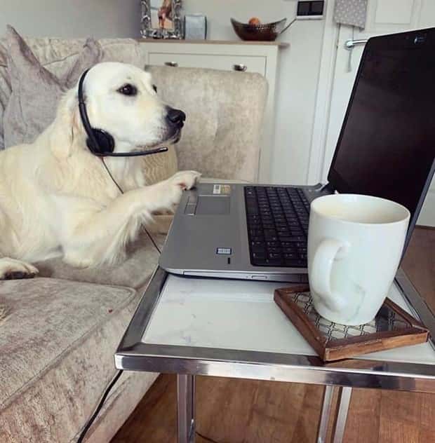 These Dogs Take Working From Home Seriously (40 photos)