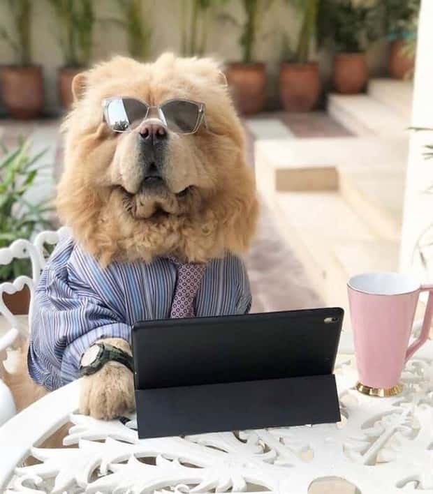 These Dogs Take Working From Home Seriously (40 photos)