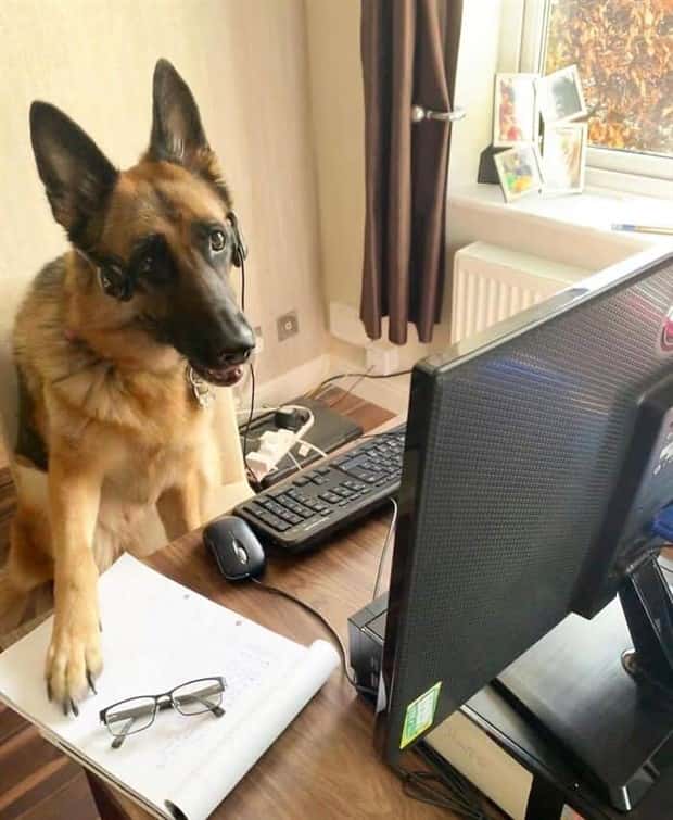 These Dogs Take Working From Home Seriously (40 photos)