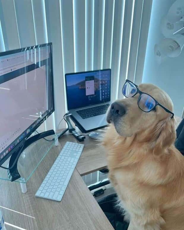 These Dogs Take Working From Home Seriously (40 photos)