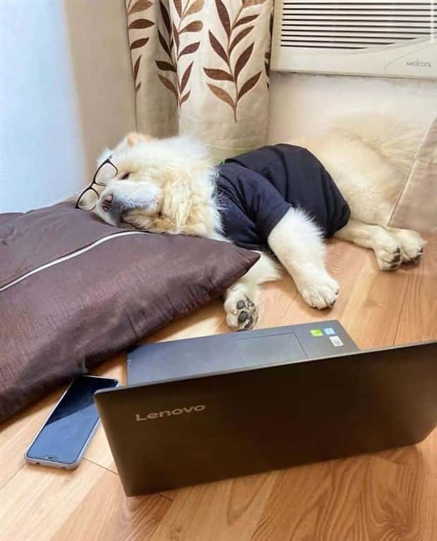 These Dogs Take Working From Home Seriously (40 photos)