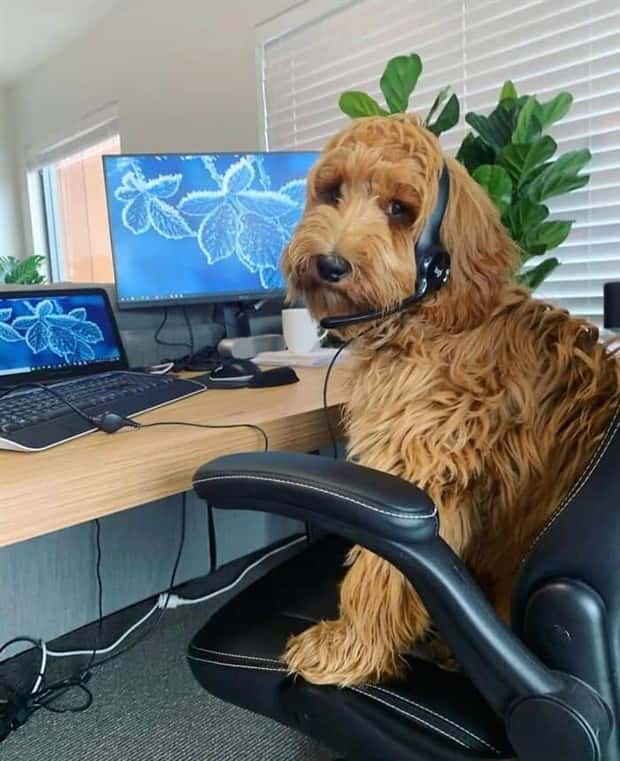 These Dogs Take Working From Home Seriously (40 photos)