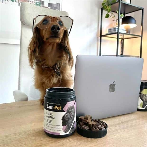 These Dogs Take Working From Home Seriously (40 photos)
