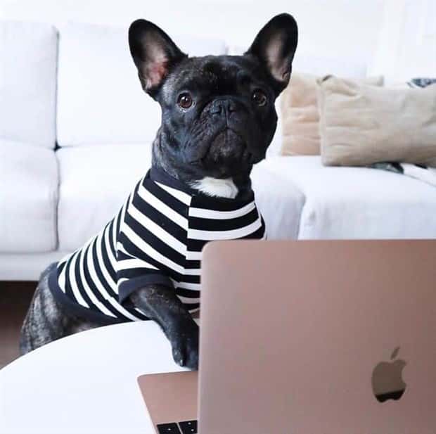 These Dogs Take Working From Home Seriously (40 photos)
