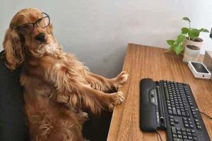 These Dogs Take Working From Home Seriously (40 photos)