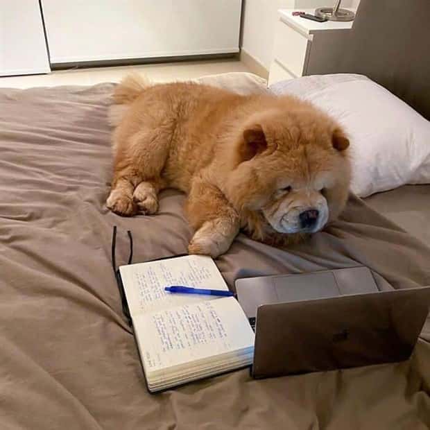These Dogs Take Working From Home Seriously (40 photos)