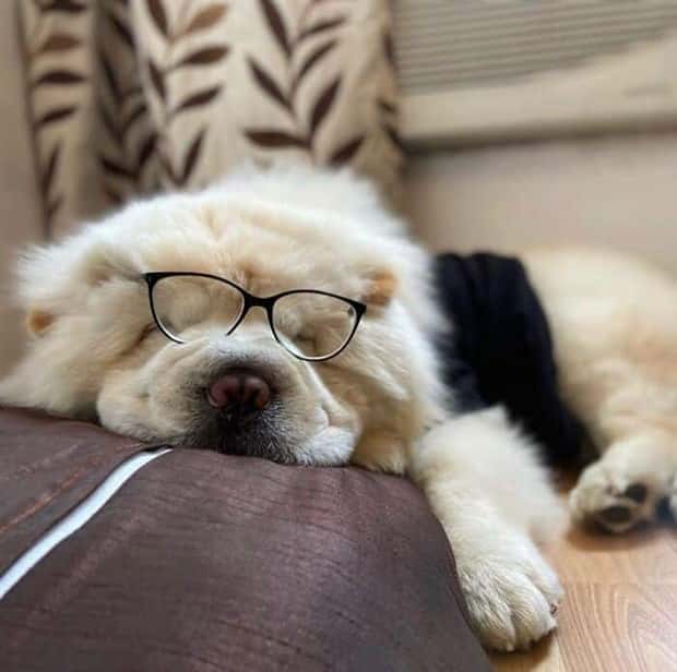 These Dogs Take Working From Home Seriously (40 photos)
