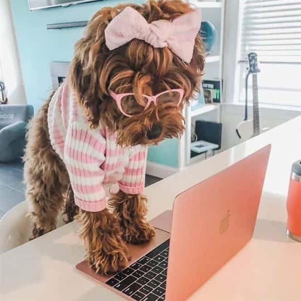 These Dogs Take Working From Home Seriously (40 photos)