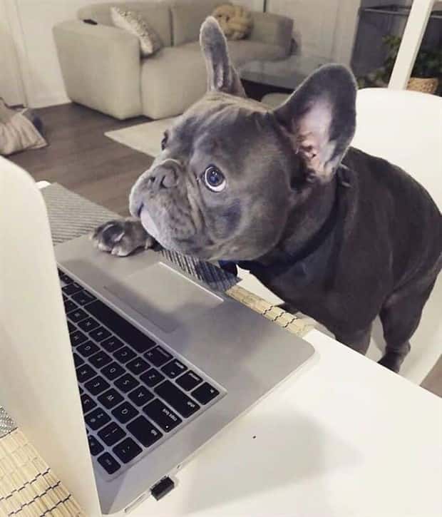 These Dogs Take Working From Home Seriously (40 photos)