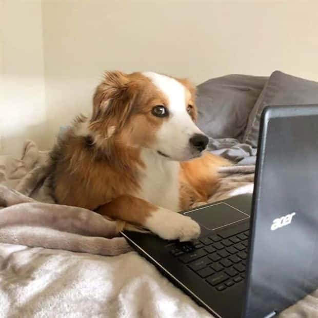 These Dogs Take Working From Home Seriously (40 photos)