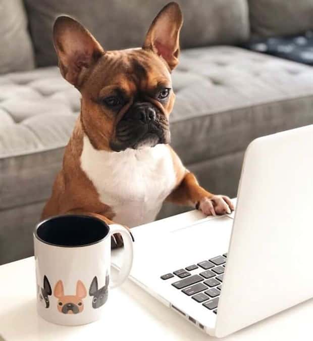 These Dogs Take Working From Home Seriously (40 photos)