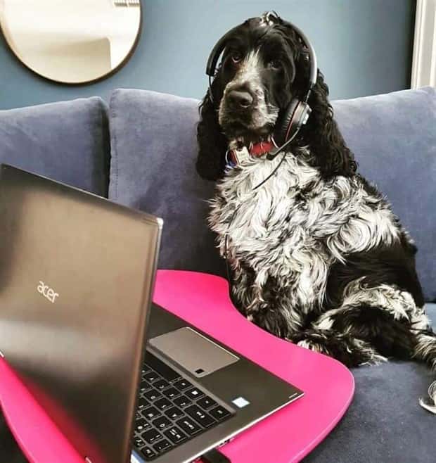 These Dogs Take Working From Home Seriously (40 photos)