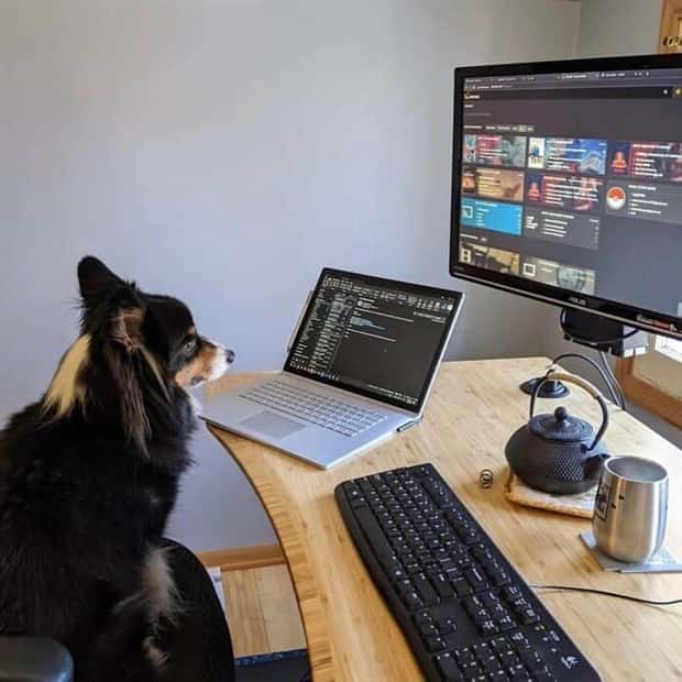 These Dogs Take Working From Home Seriously (40 photos)