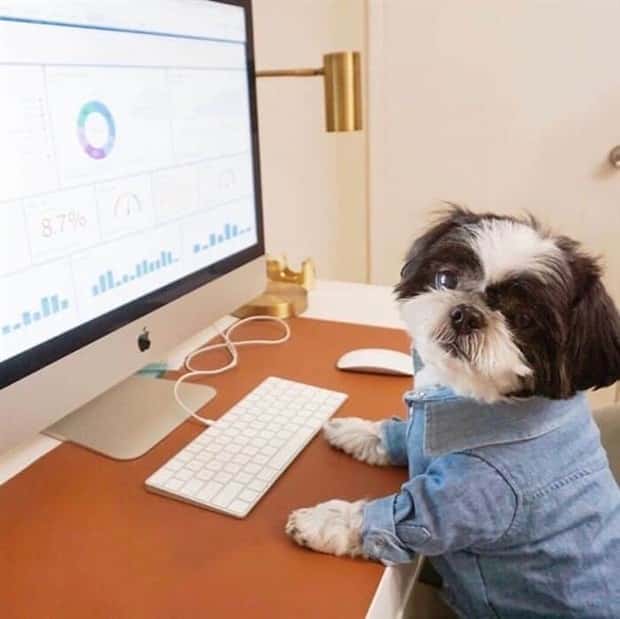 These Dogs Take Working From Home Seriously (40 photos)