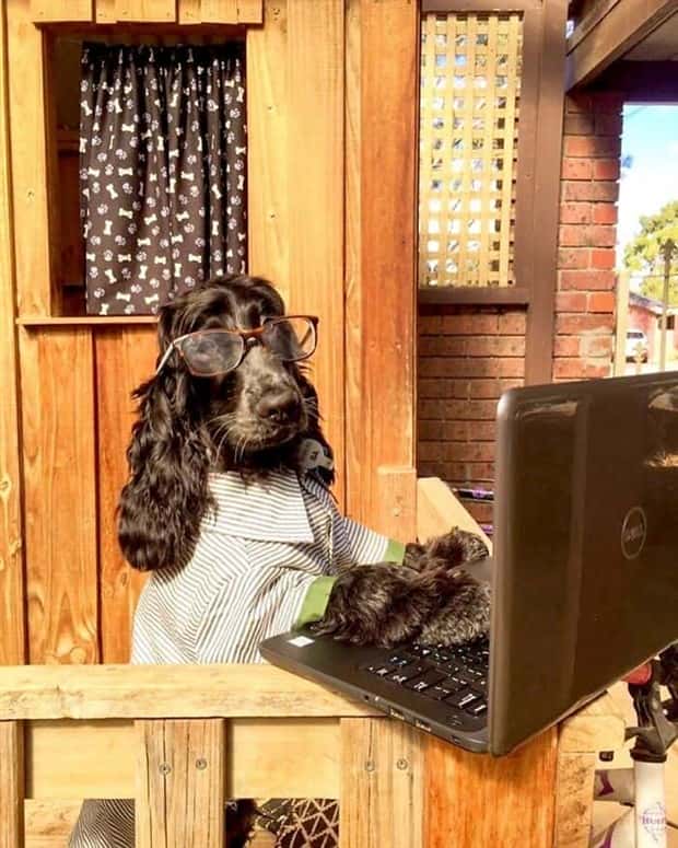 These Dogs Take Working From Home Seriously (40 photos)