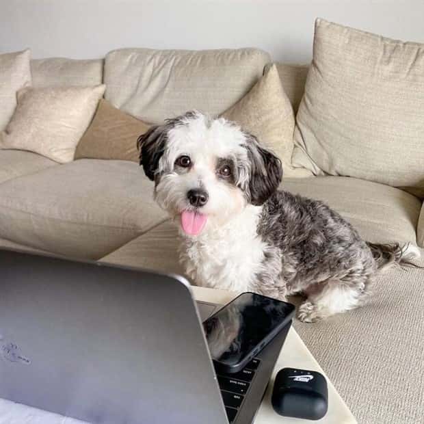 These Dogs Take Working From Home Seriously (40 photos)
