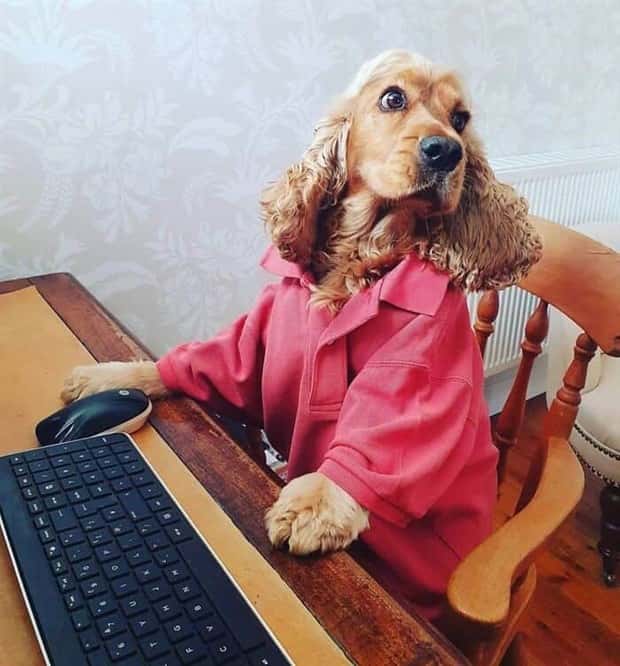 These Dogs Take Working From Home Seriously (40 photos)