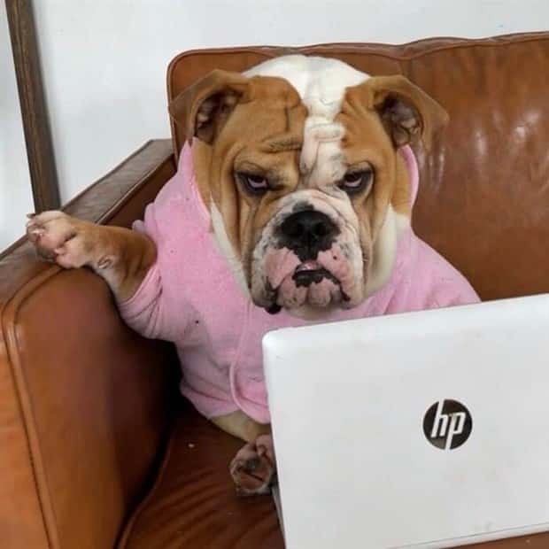 These Dogs Take Working From Home Seriously (40 photos)