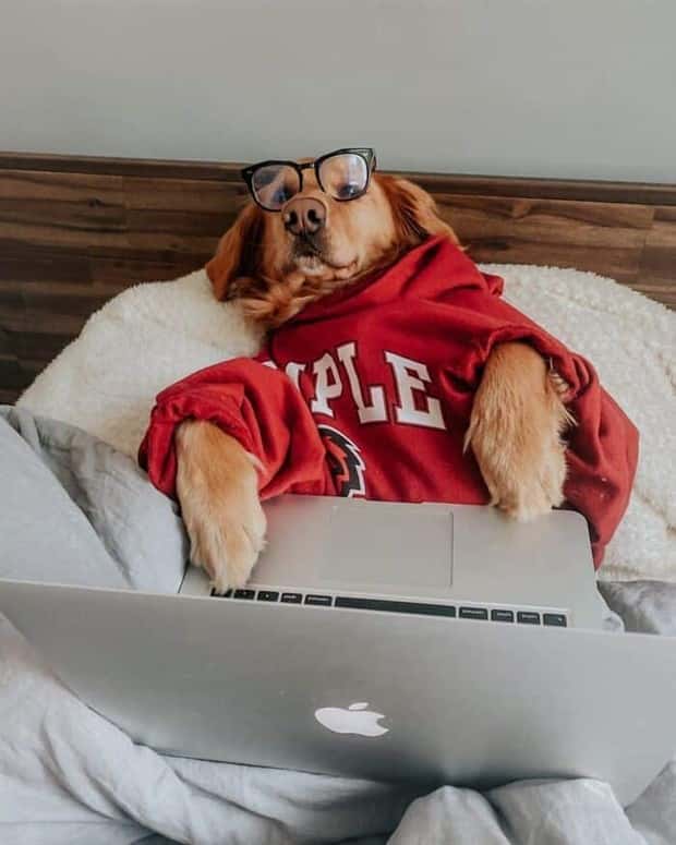 These Dogs Take Working From Home Seriously (40 photos)