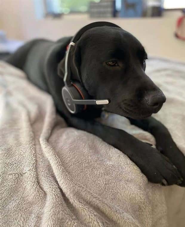 These Dogs Take Working From Home Seriously (40 photos)