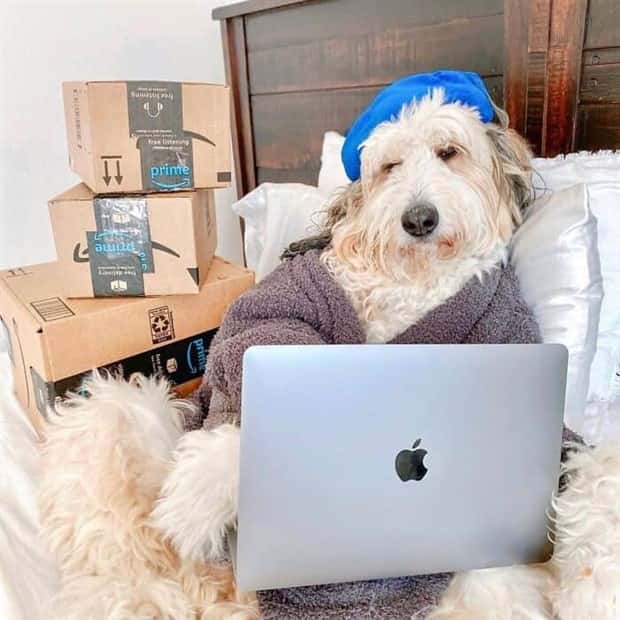 These Dogs Take Working From Home Seriously (40 photos)