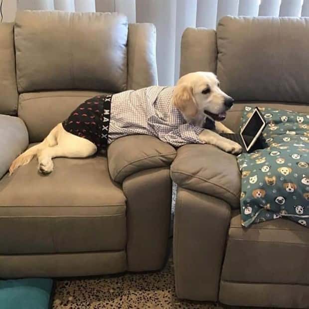 These Dogs Take Working From Home Seriously (40 photos)