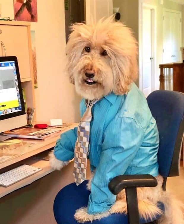 These Dogs Take Working From Home Seriously (40 photos)