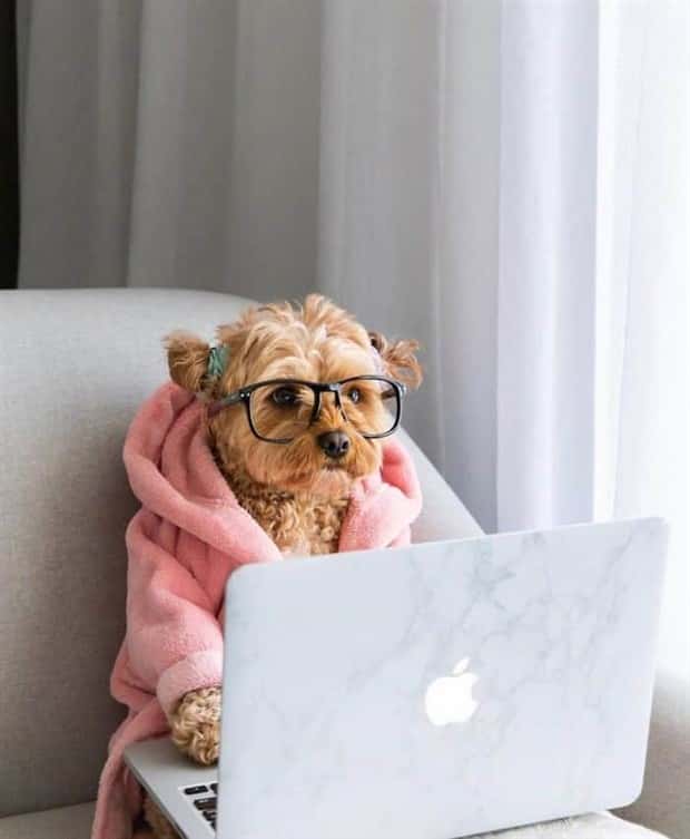 These Dogs Take Working From Home Seriously (40 photos)