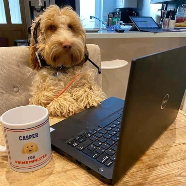 These Dogs Take Working From Home Seriously (40 photos)