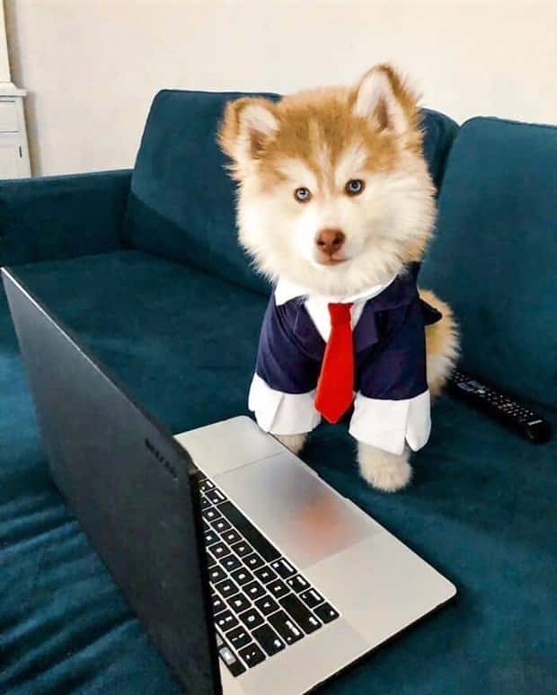 These Dogs Take Working From Home Seriously (40 photos)