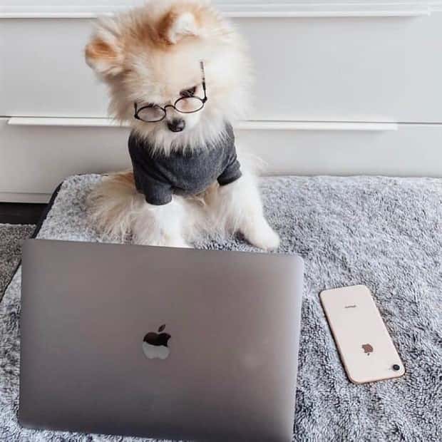 These Dogs Take Working From Home Seriously (40 photos)
