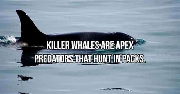 Bone Chilling Facts About Apex Predators (18 photos)