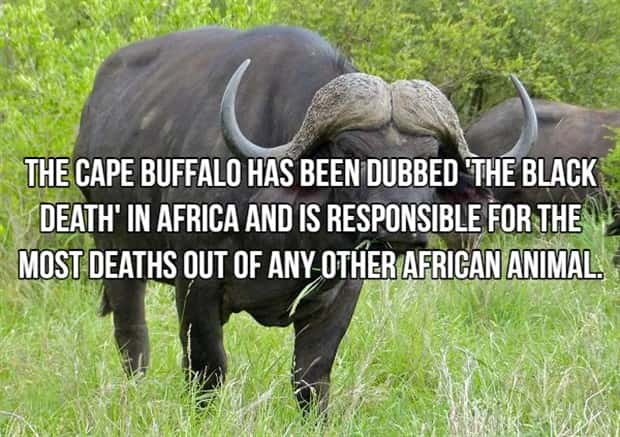 Bone Chilling Facts About Apex Predators (18 photos)