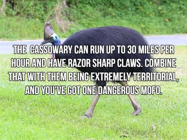 Bone Chilling Facts About Apex Predators (18 photos)