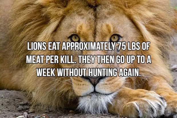 Bone Chilling Facts About Apex Predators (18 photos)