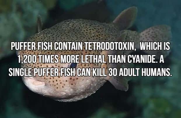 Bone Chilling Facts About Apex Predators (18 photos)